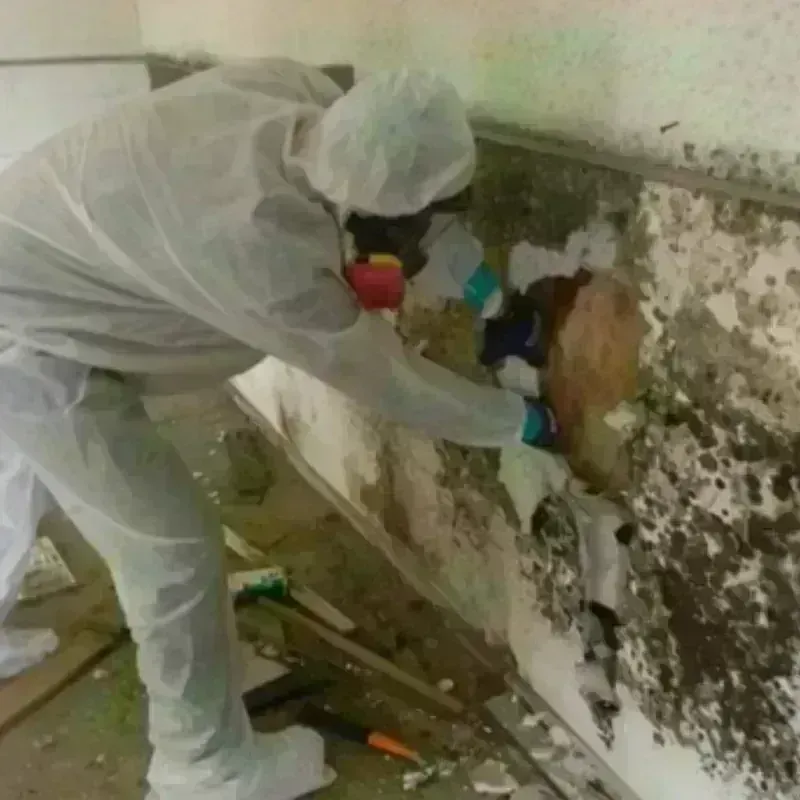 Mold Remediation and Removal in Sauk City, WI